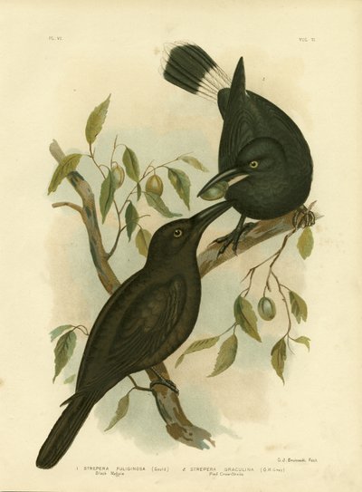 Black Magpie Or Black Currawong by Gracius Broinowski